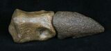 Thescelosaurus Claw & Toe Bone - Montana #31060-1